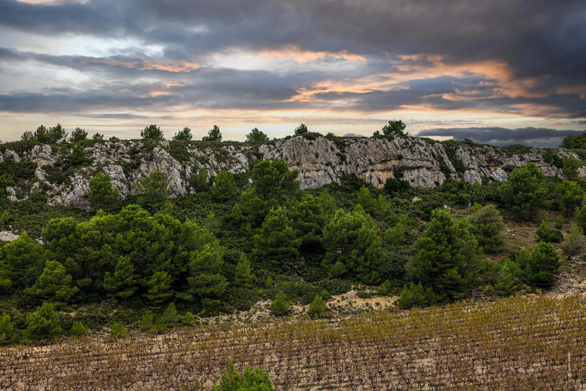 Explorer les Vignobles du Languedoc : La Clape, Minervois et Corbières